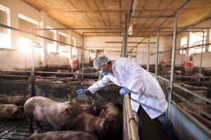 Portrait of veterinarian in white protective suit with hairnet and mask standing in pig pen touching domestic animals at pig farm.
