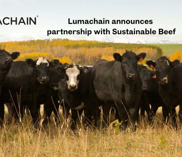 Lumachain partners with Sustainable Beef - cattle in field