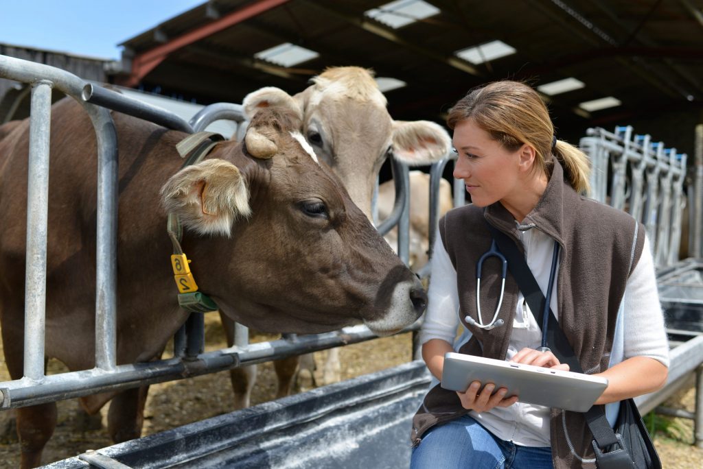Veterinarian checking on herd's health in barn
